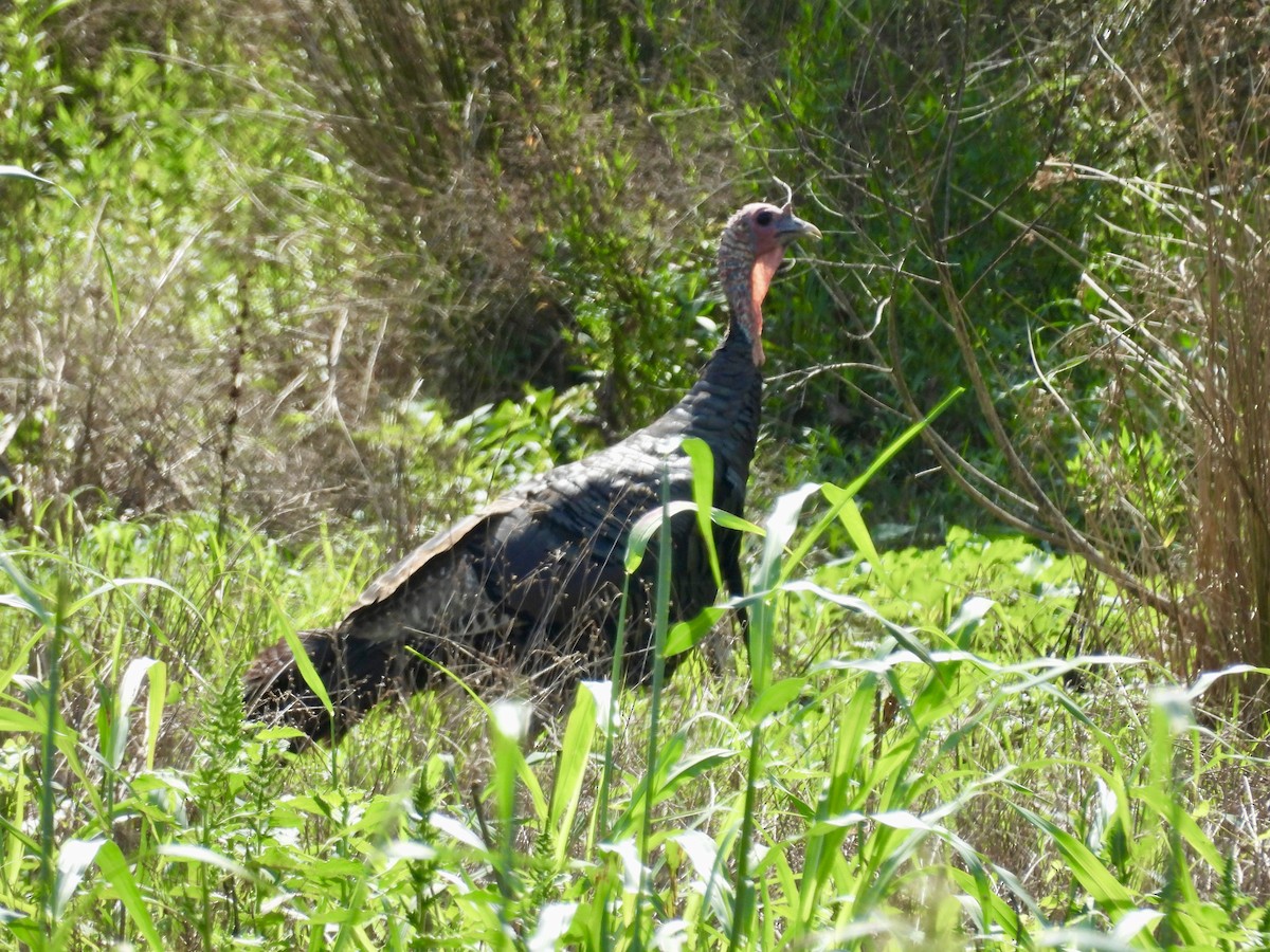 Wild Turkey - ML623250847