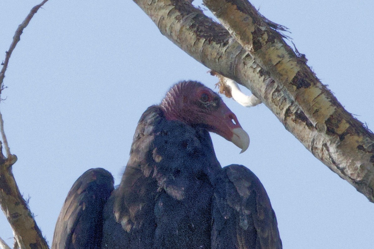 Urubu à tête rouge - ML623250873