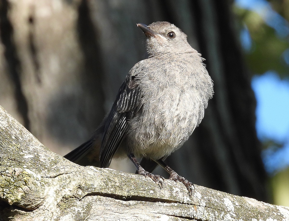Gray Catbird - ML623251005