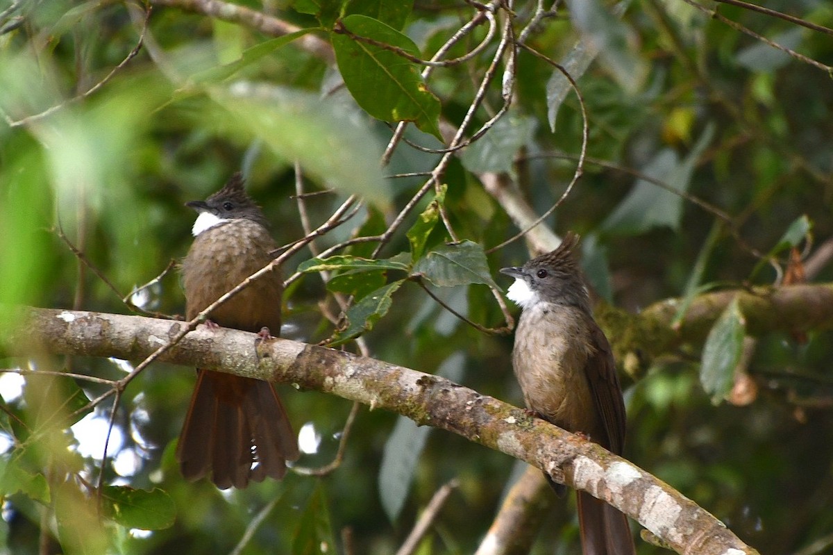 Penan Bulbul - ML623251014