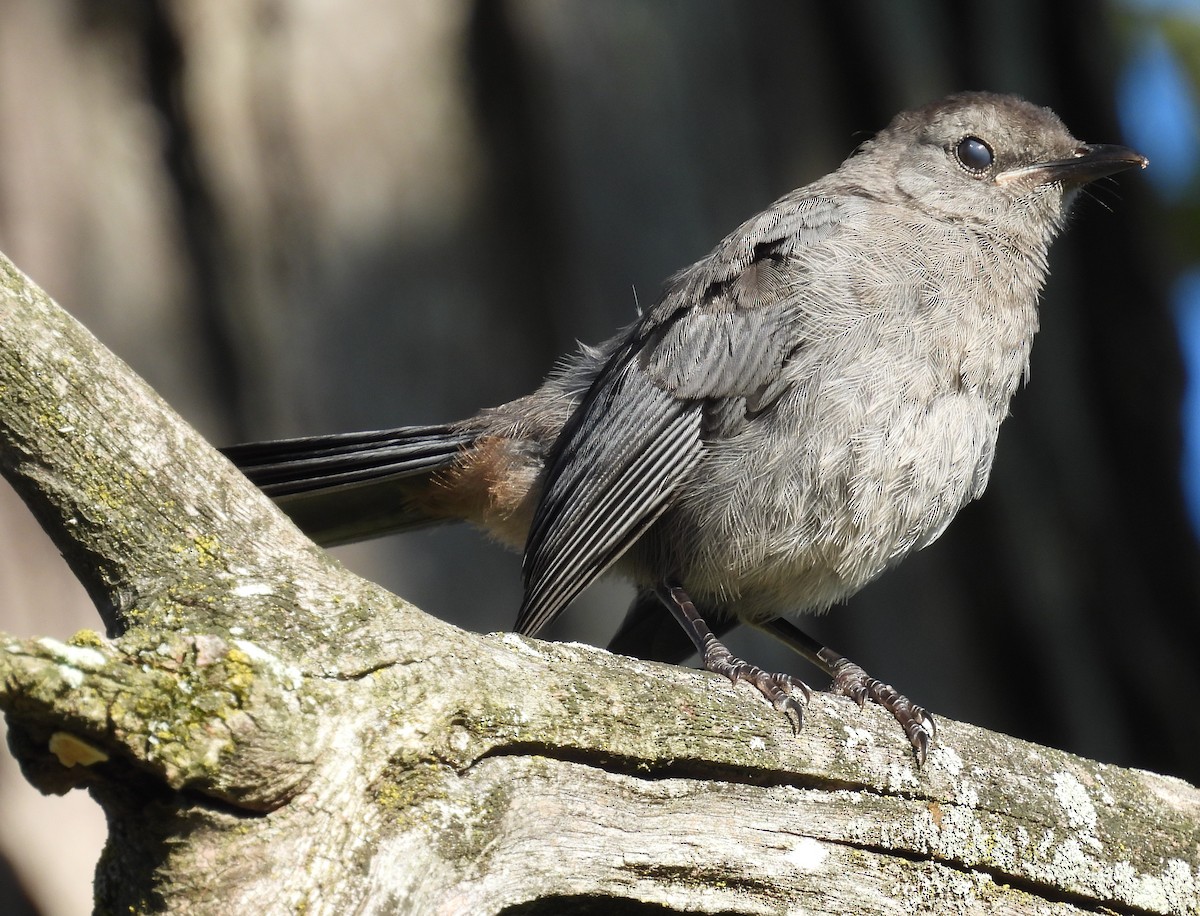 Gray Catbird - ML623251028