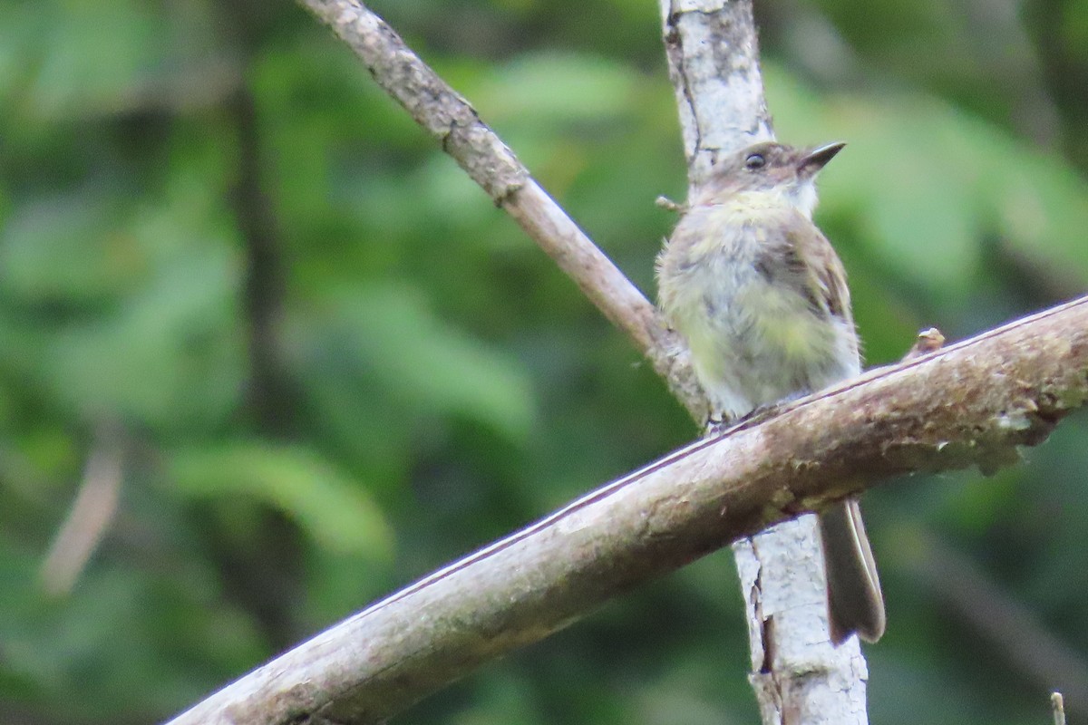 Eastern Phoebe - Josephine Cox