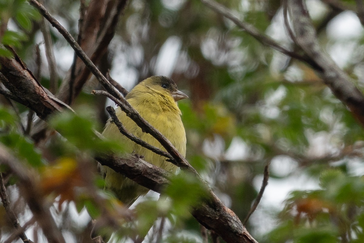 Andean Siskin - Paul Molina A