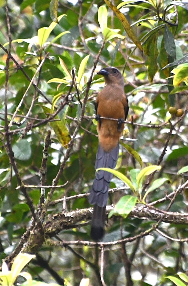 Bornean Treepie - ML623251117