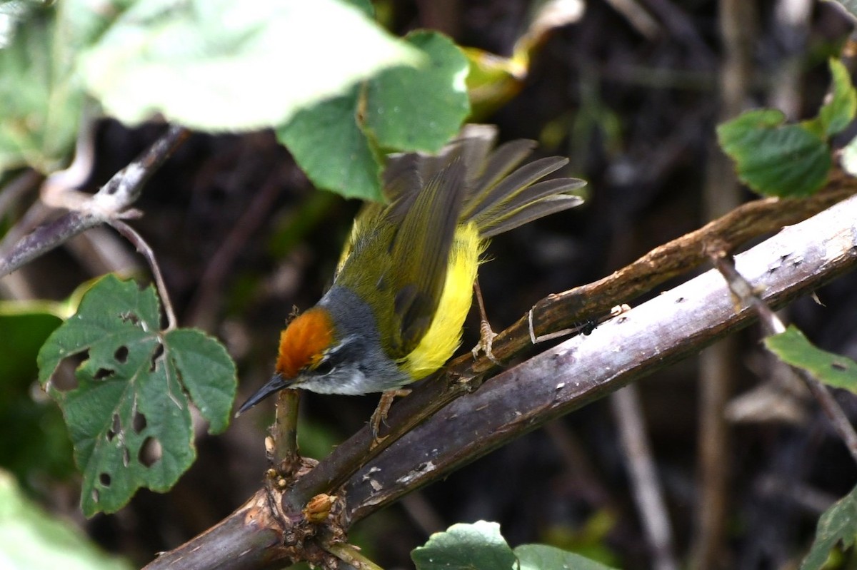 Mountain Tailorbird - ML623251161