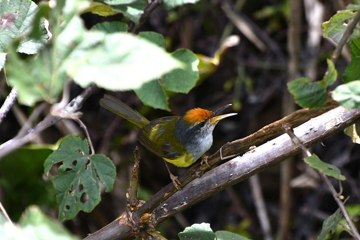 Mountain Tailorbird - Margie Gomez