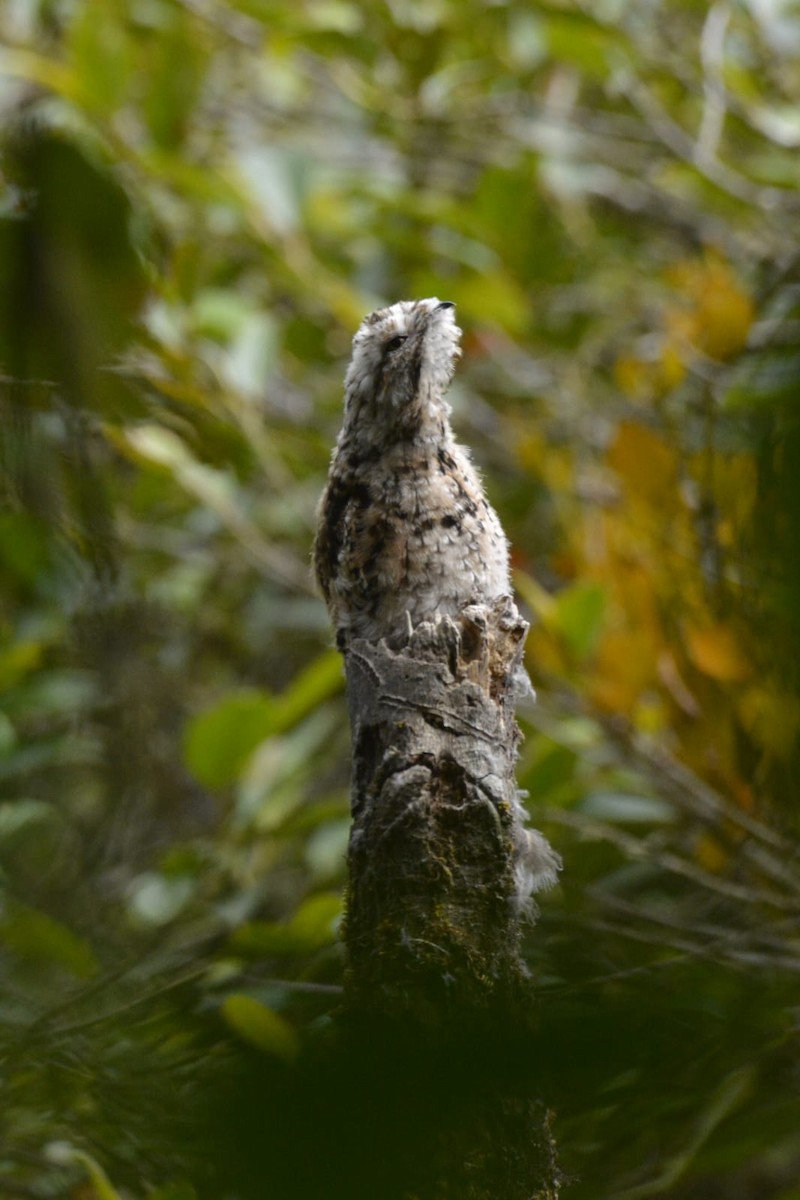 Andean Potoo - ML623251260