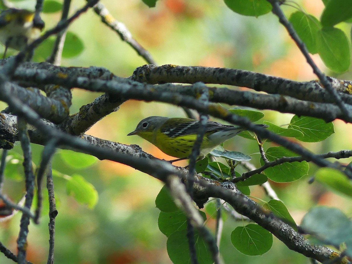 Magnolia Warbler - ML623251289