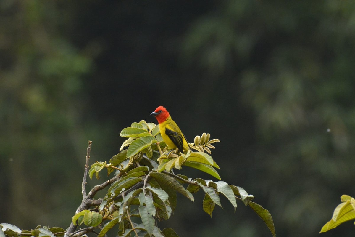 Red-hooded Tanager - ML623251356