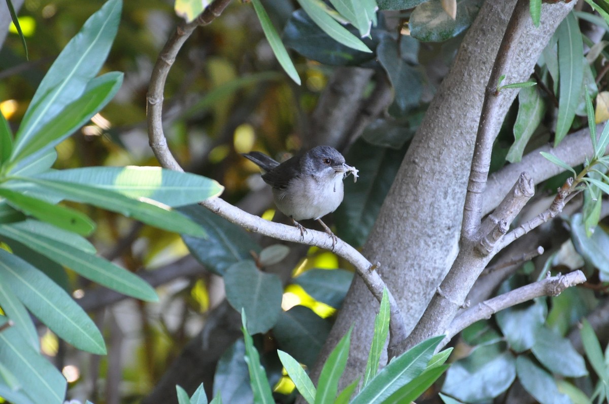 Sardinian Warbler - ML623251599