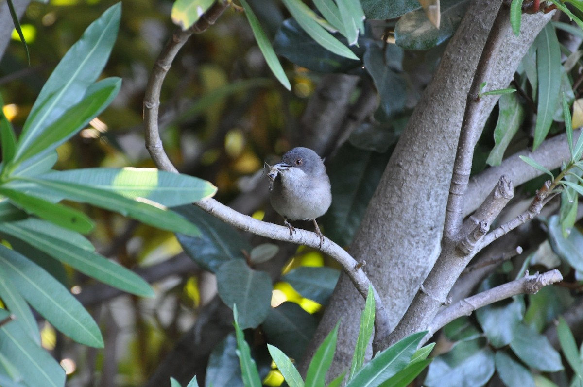 Sardinian Warbler - ML623251600