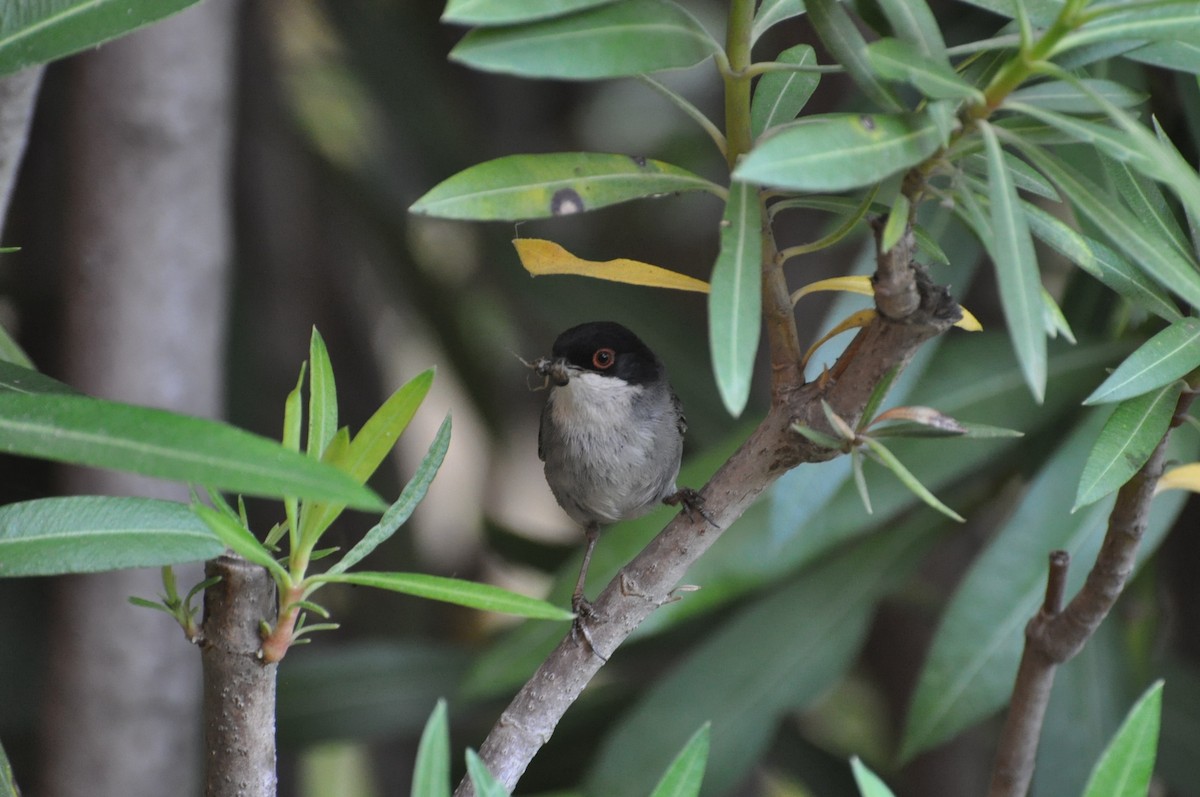 Sardinian Warbler - ML623251621