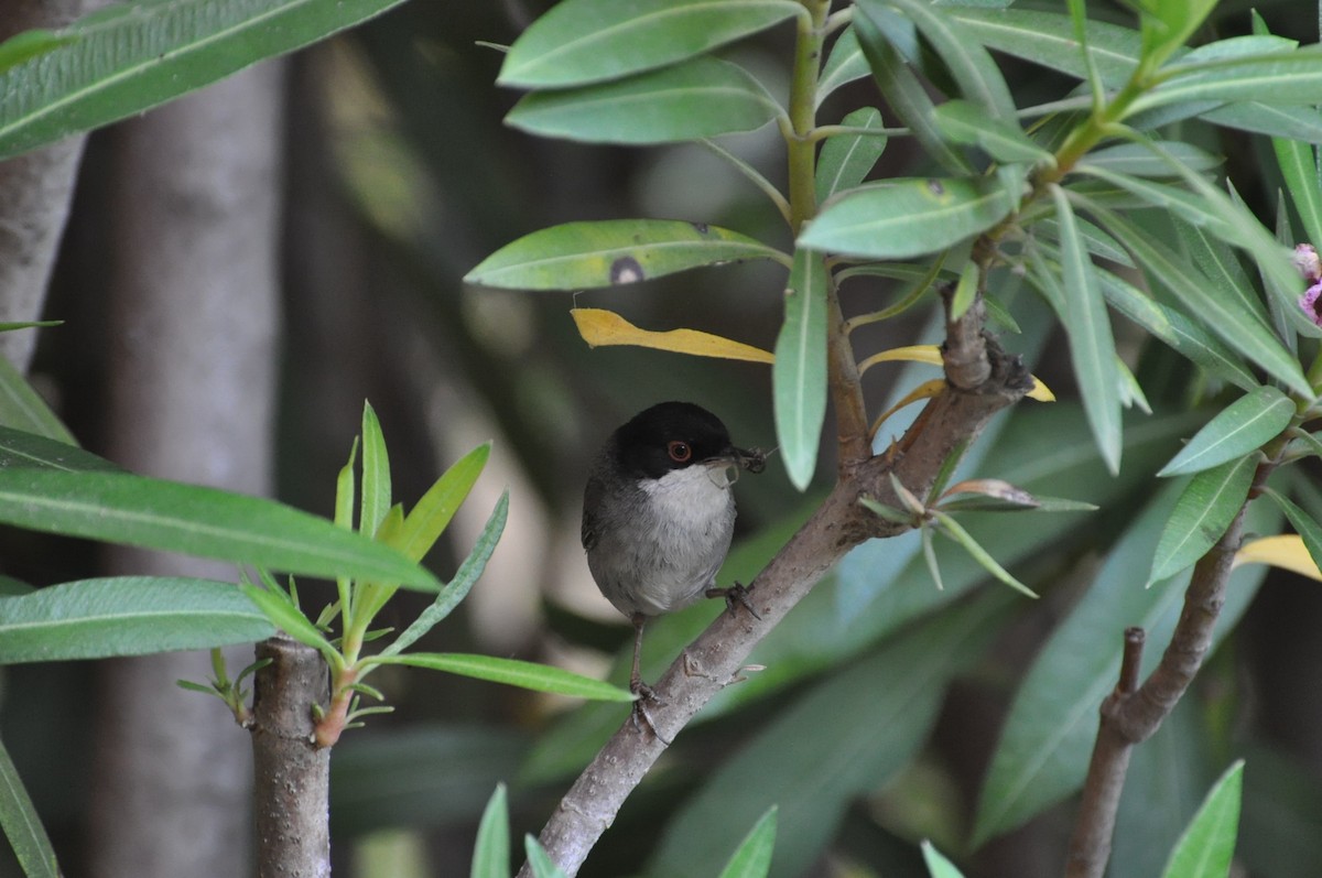 Sardinian Warbler - ML623251622