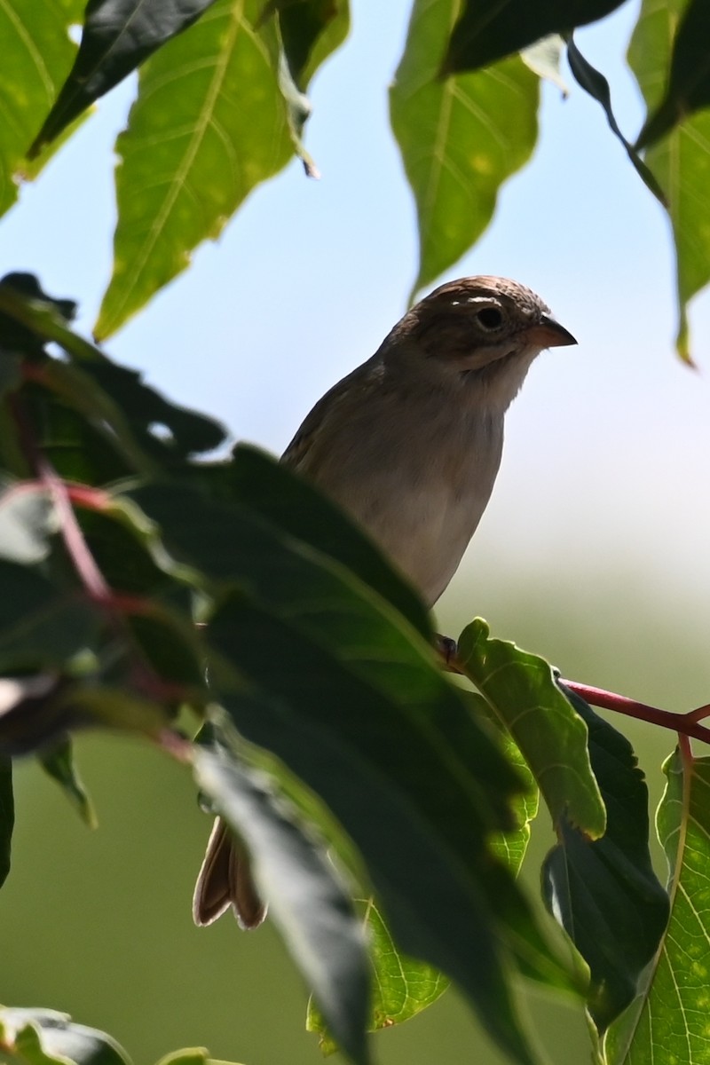 Clay-colored Sparrow - ML623251680