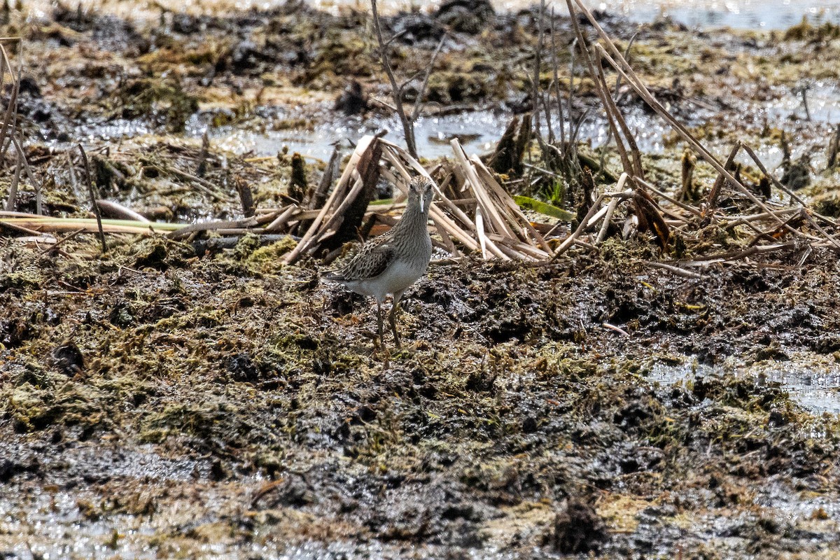 Pectoral Sandpiper - Jim McGinity