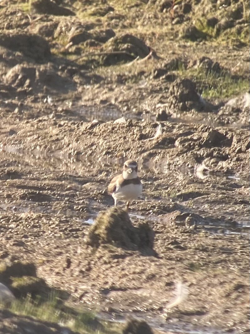 Semipalmated Plover - ML623251896