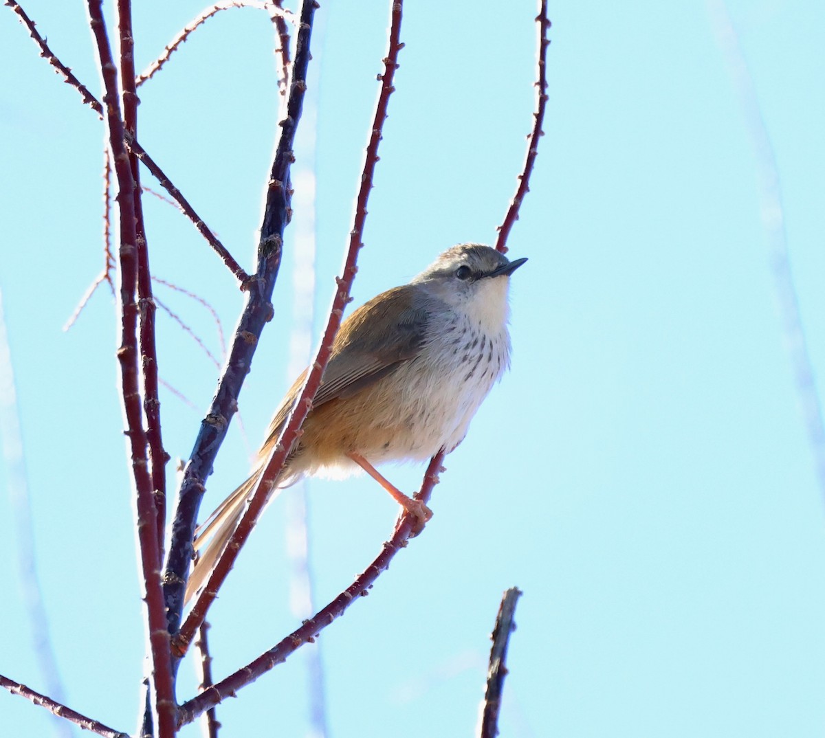 Namaqua Warbler - ML623251899