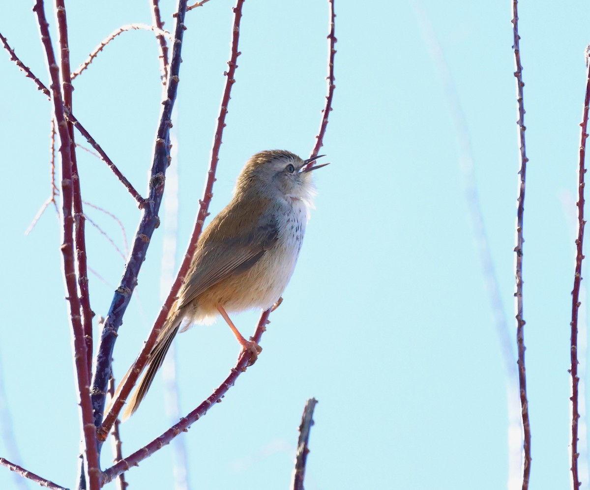 Namaqua Warbler - ML623251900