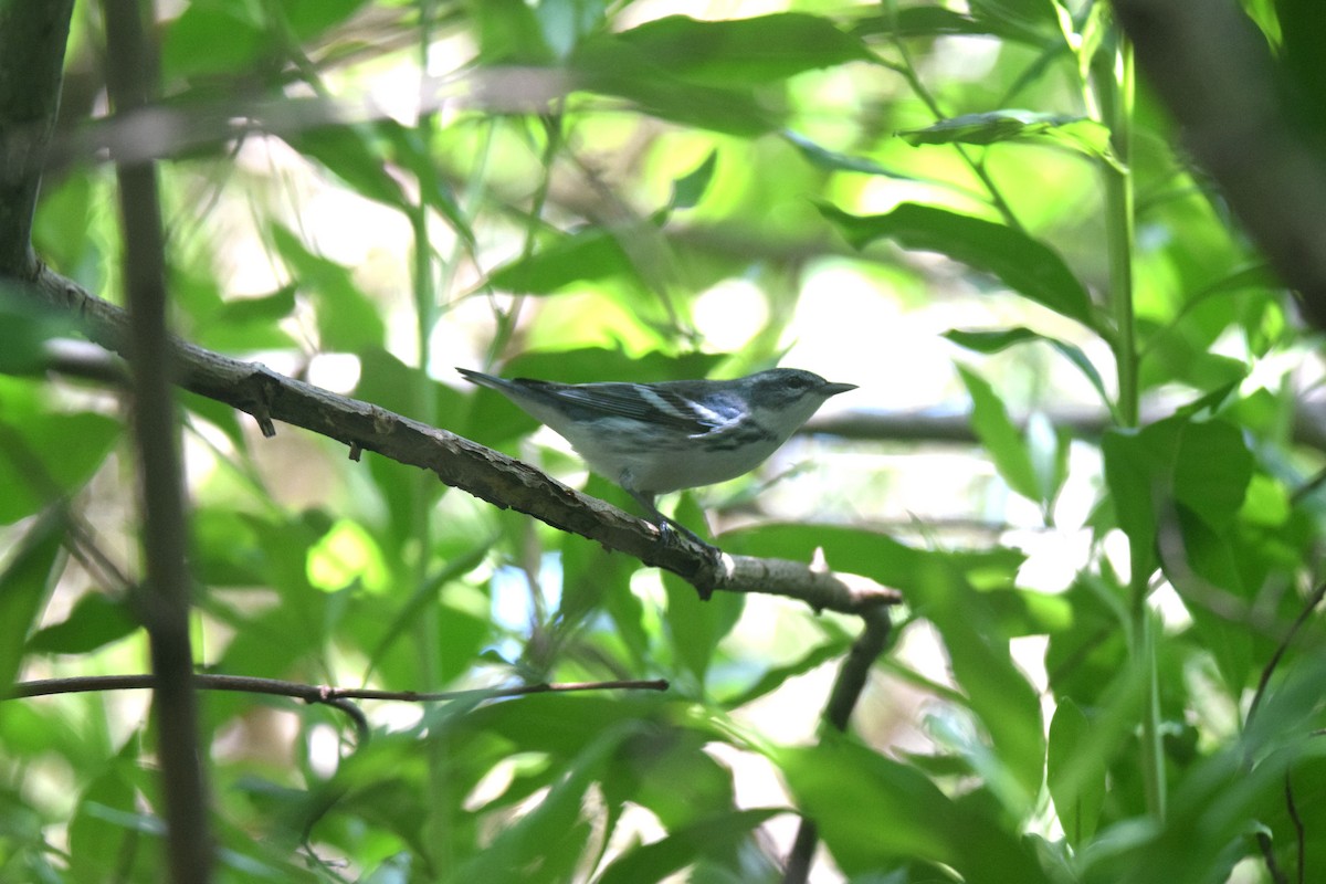 Cerulean Warbler - ML623251926