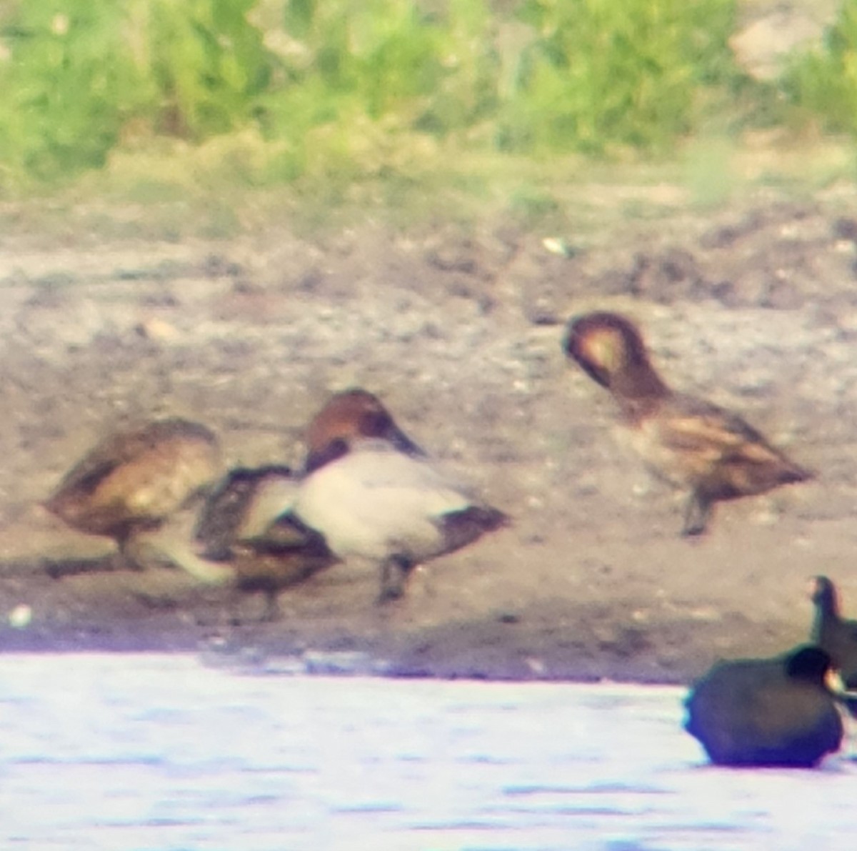 Canvasback - ML623251974