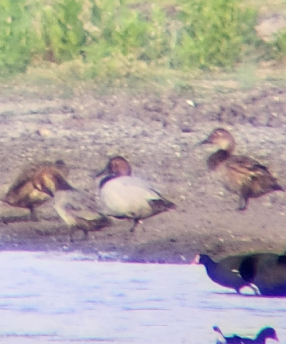 Canvasback - ML623251976