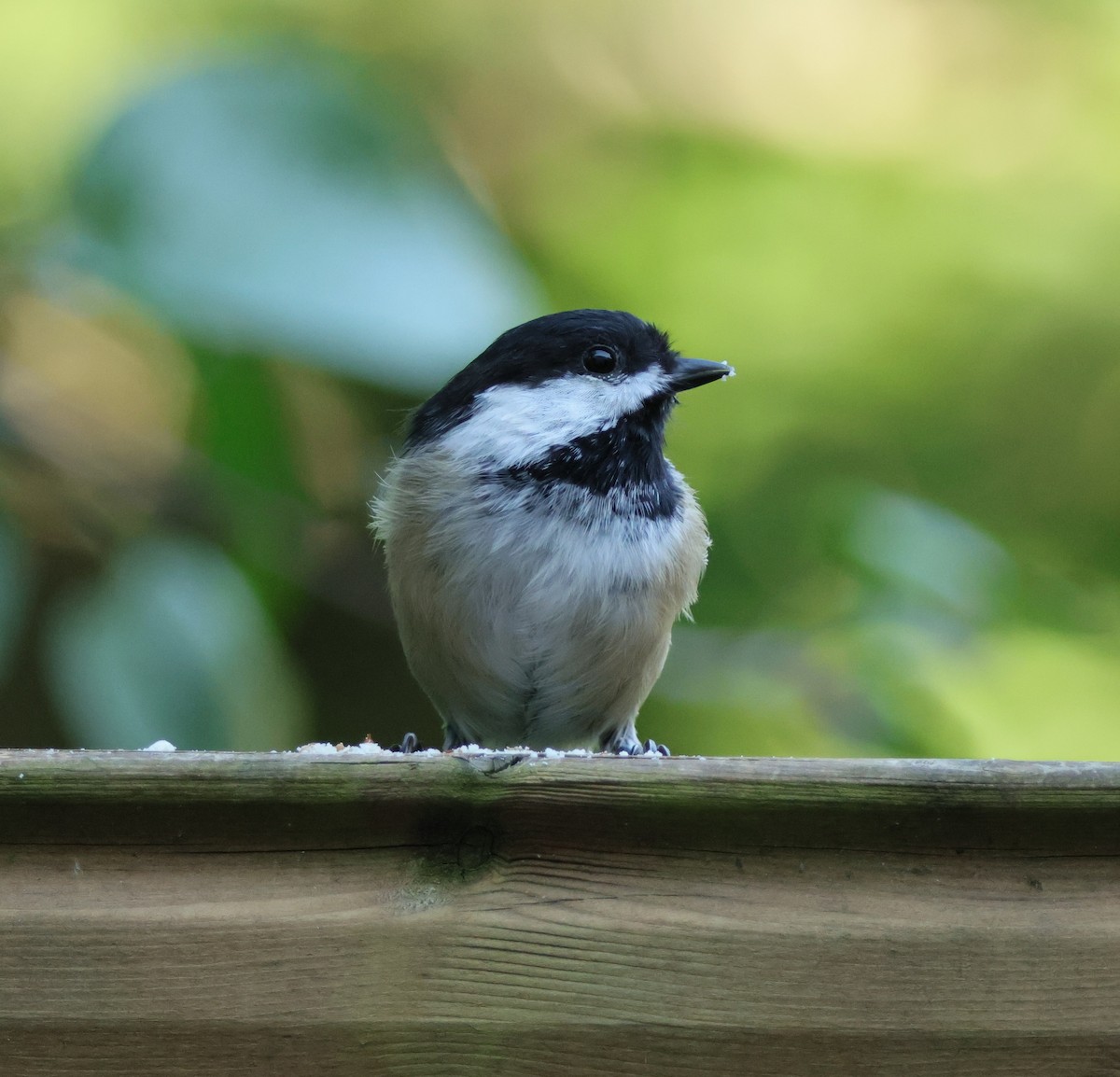 Black-capped Chickadee - ML623252015