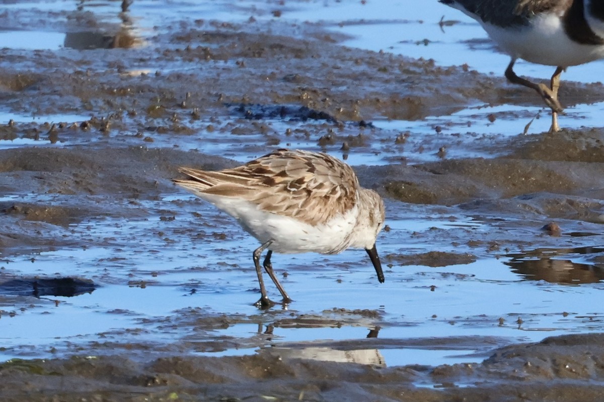 Bergstrandläufer - ML623252017