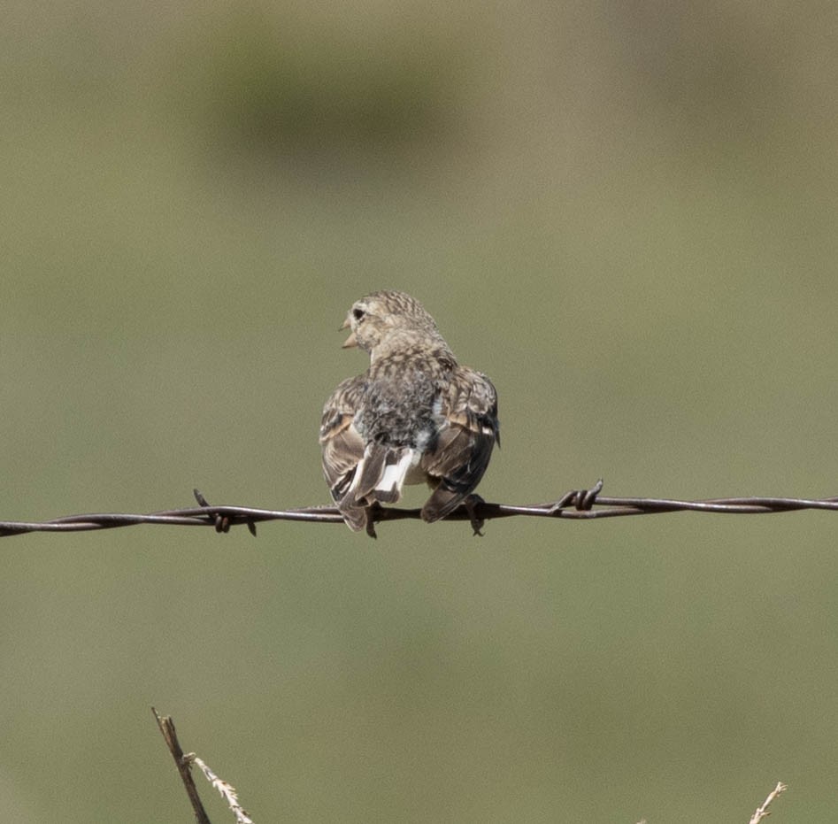 Thick-billed Longspur - Susan  Downey