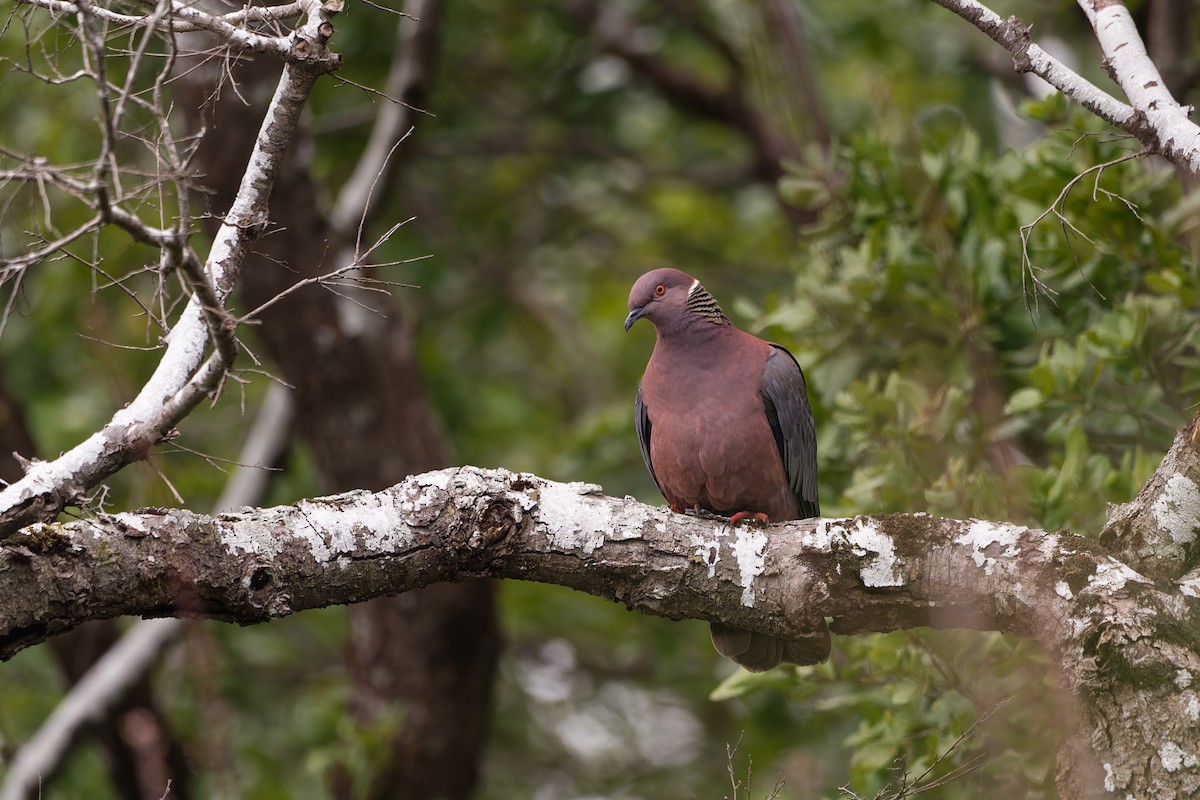 Paloma Araucana - ML623252101