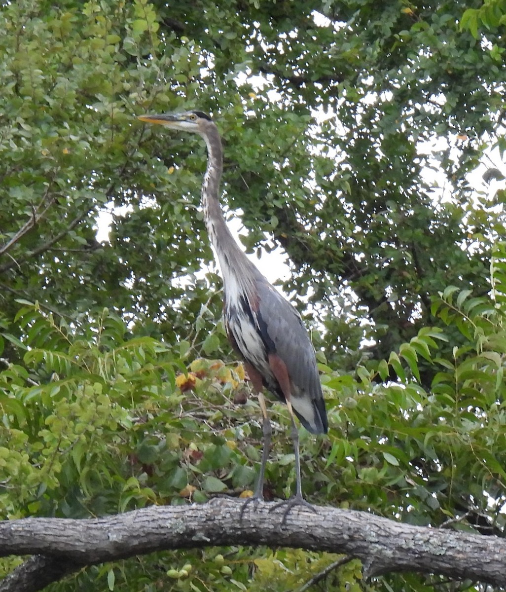 Great Blue Heron - ML623252118