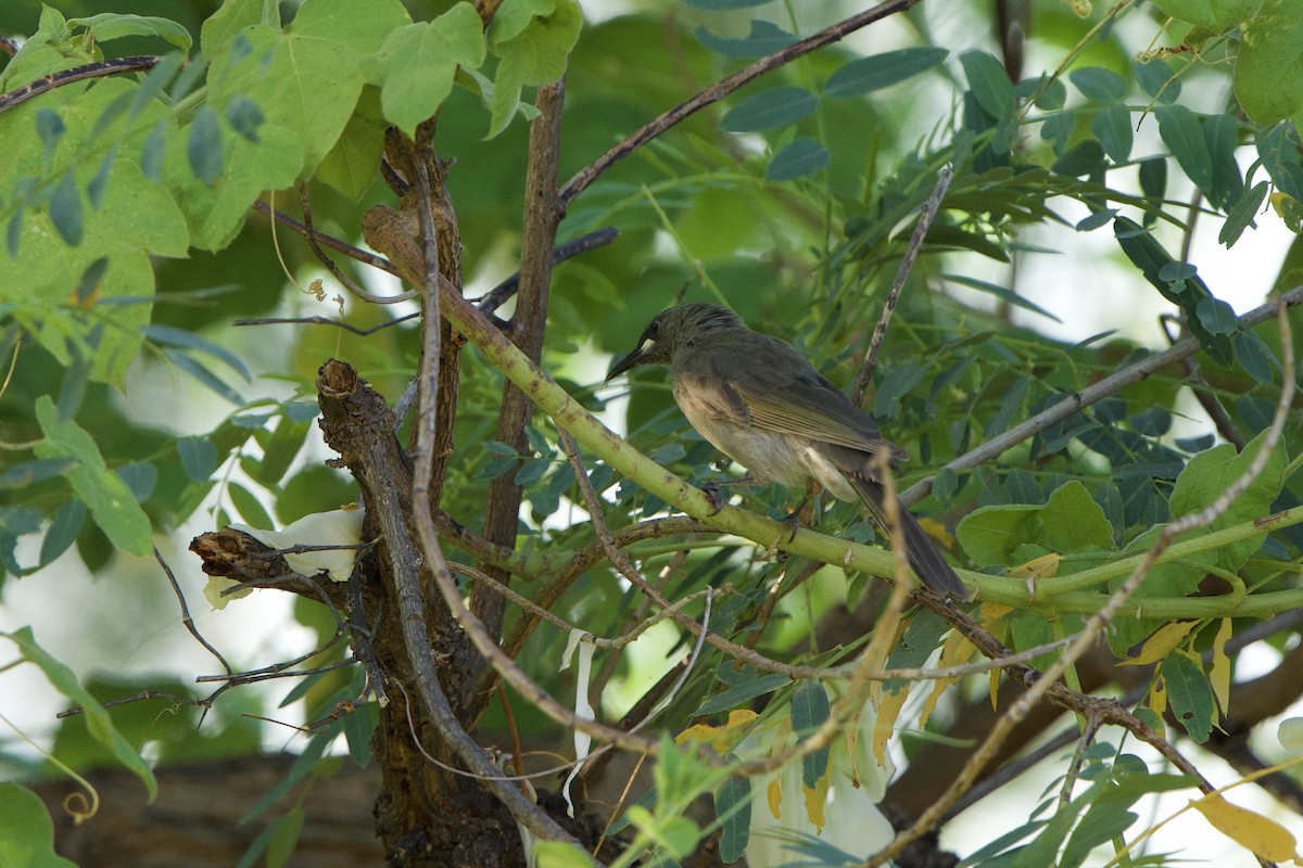 White-gaped Honeyeater - ML623252135