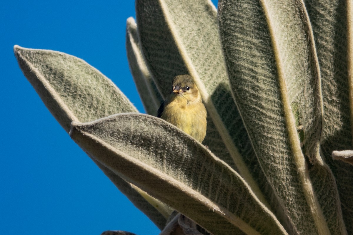 Andean Siskin - ML623252186