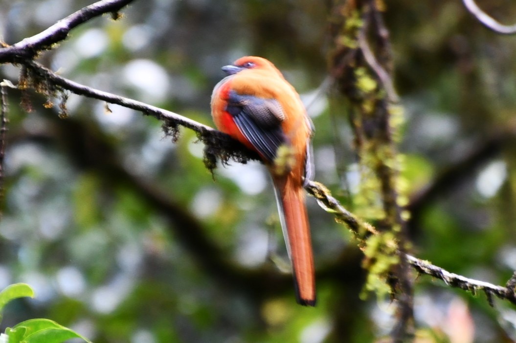 Whitehead's Trogon - ML623252216