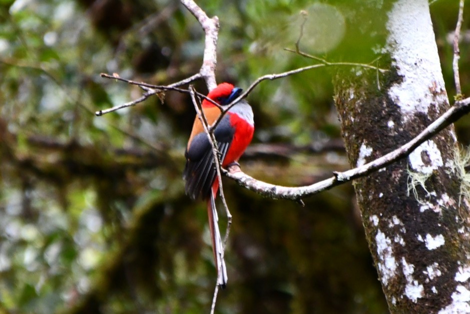 Whitehead's Trogon - ML623252221