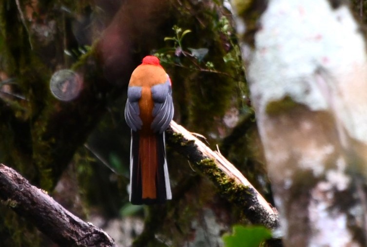 Whitehead's Trogon - ML623252227