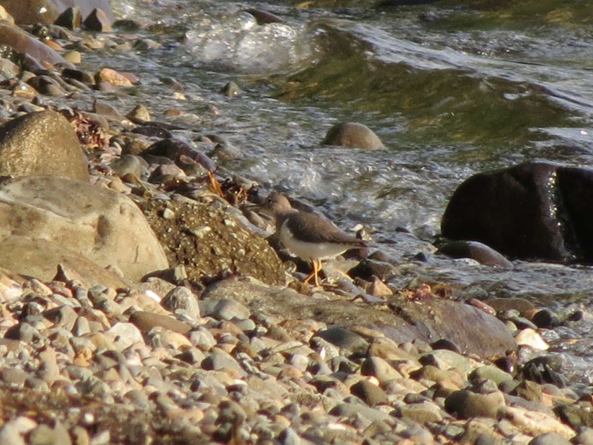 Spotted Sandpiper - ML623252252