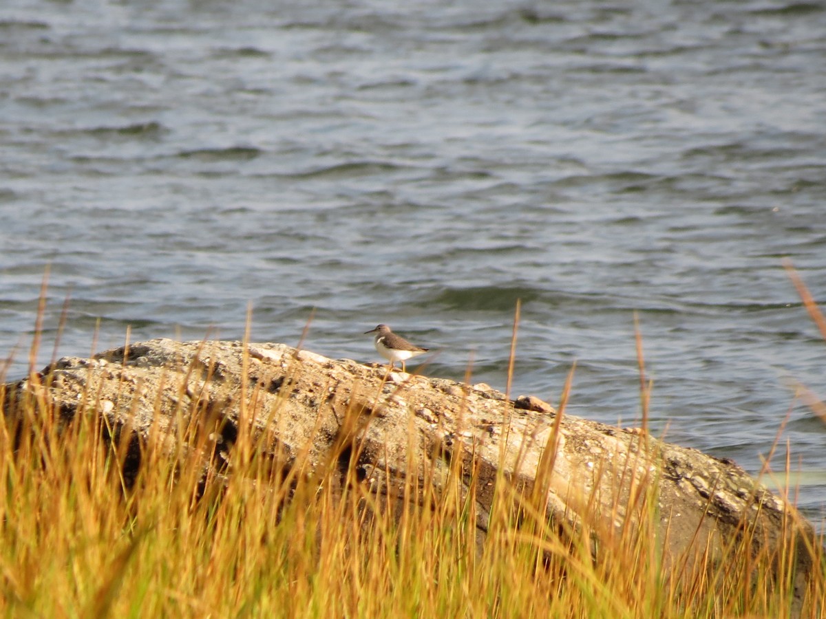 Spotted Sandpiper - ML623252254