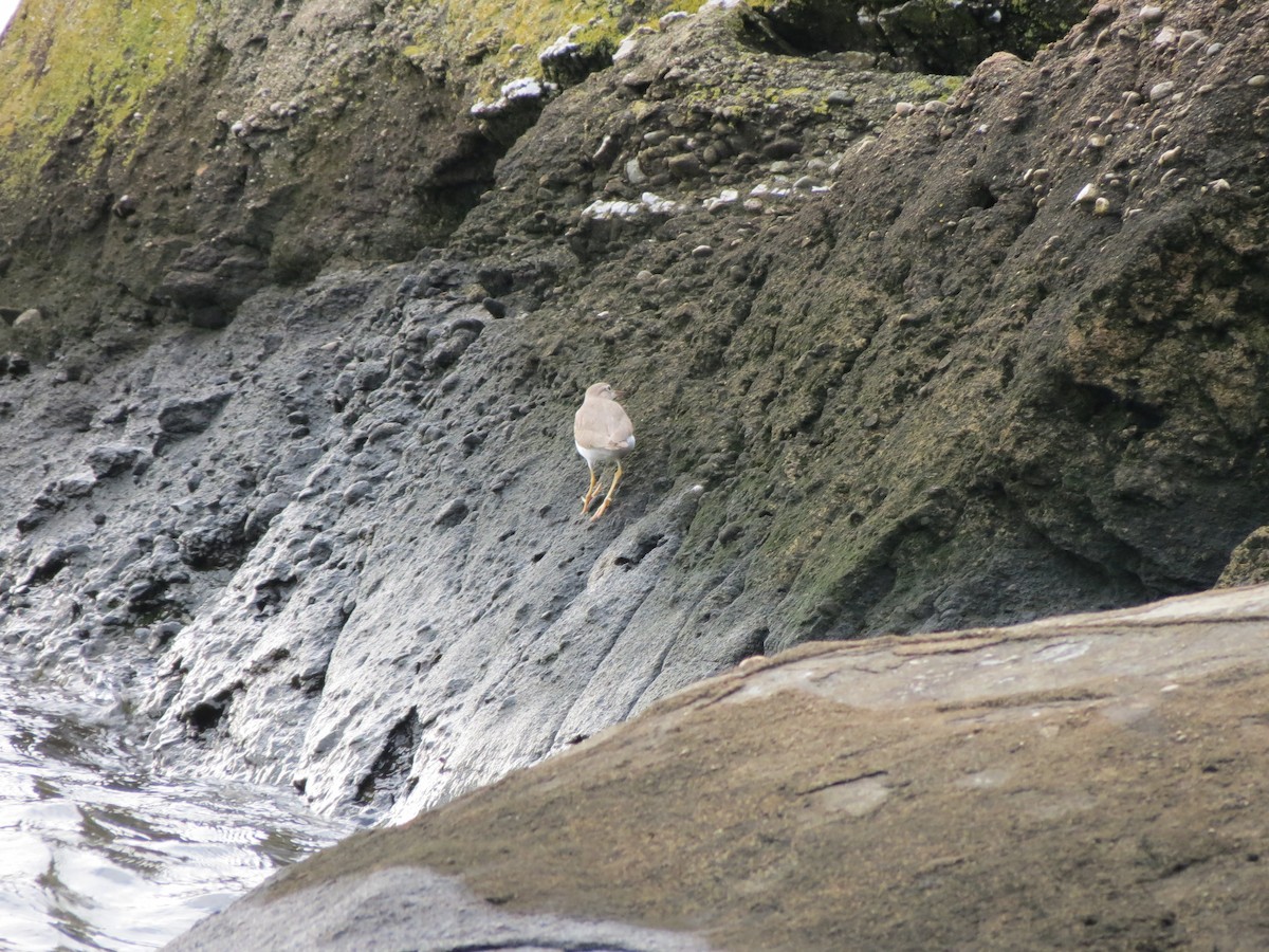 Spotted Sandpiper - ML623252260