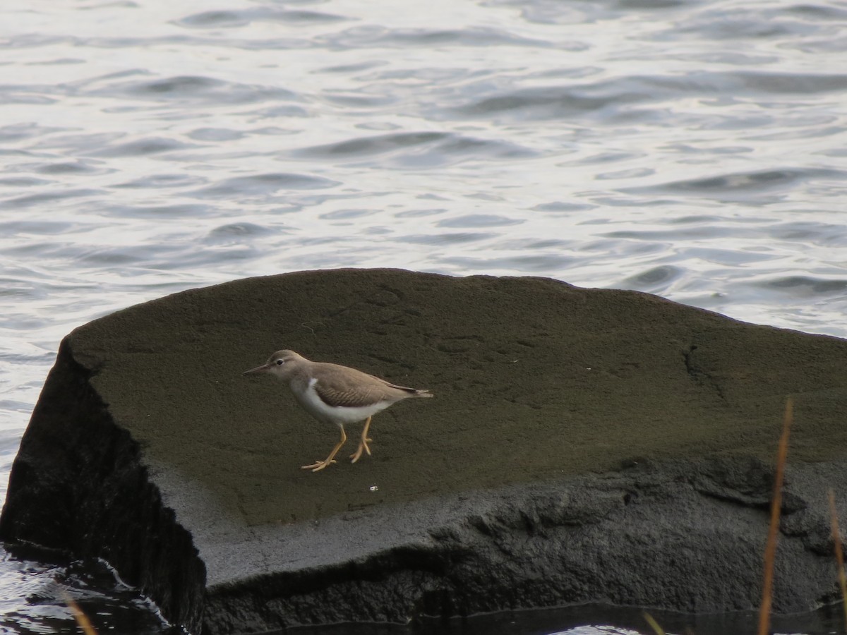 Spotted Sandpiper - ML623252272