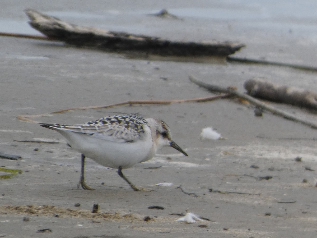 Sanderling - ML623252277