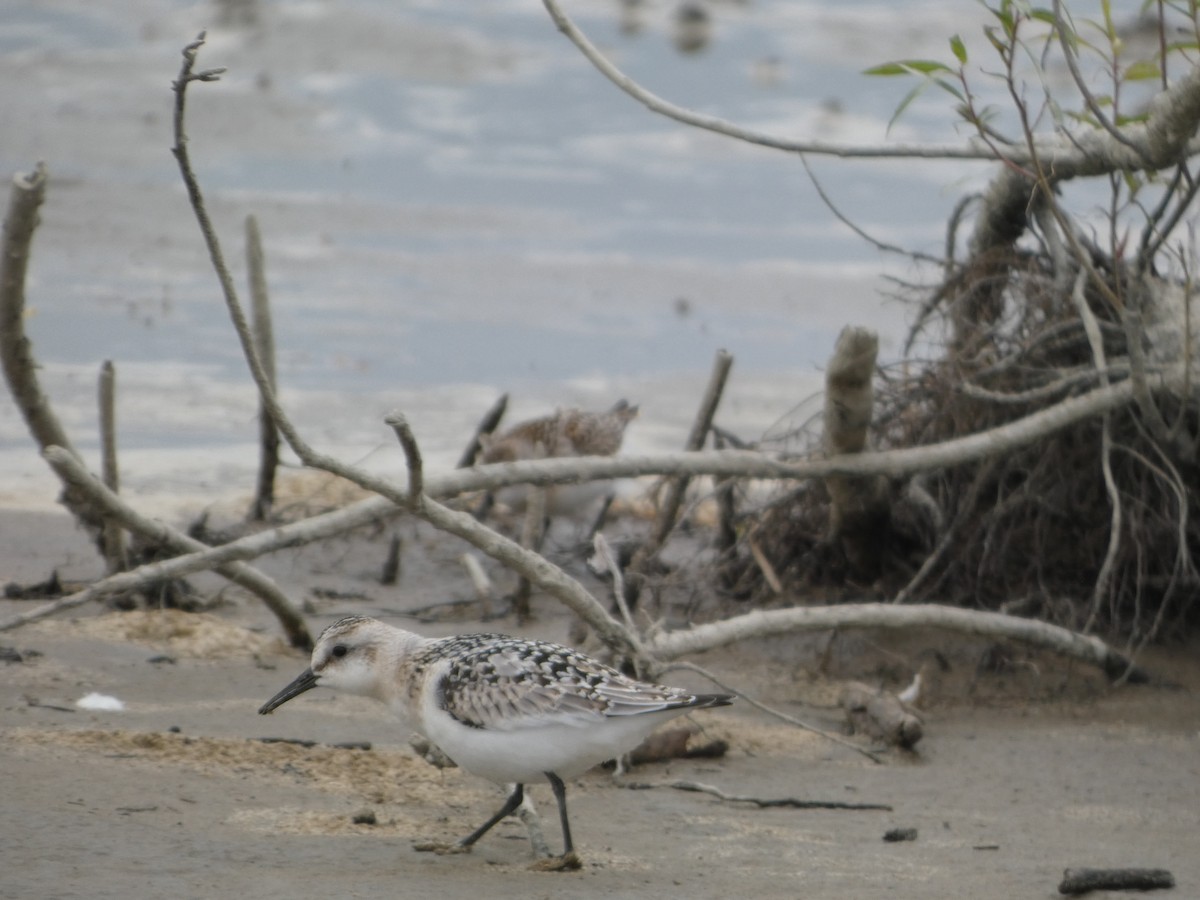 Sanderling - ML623252278