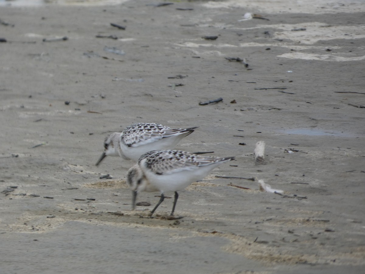 Sanderling - ML623252279