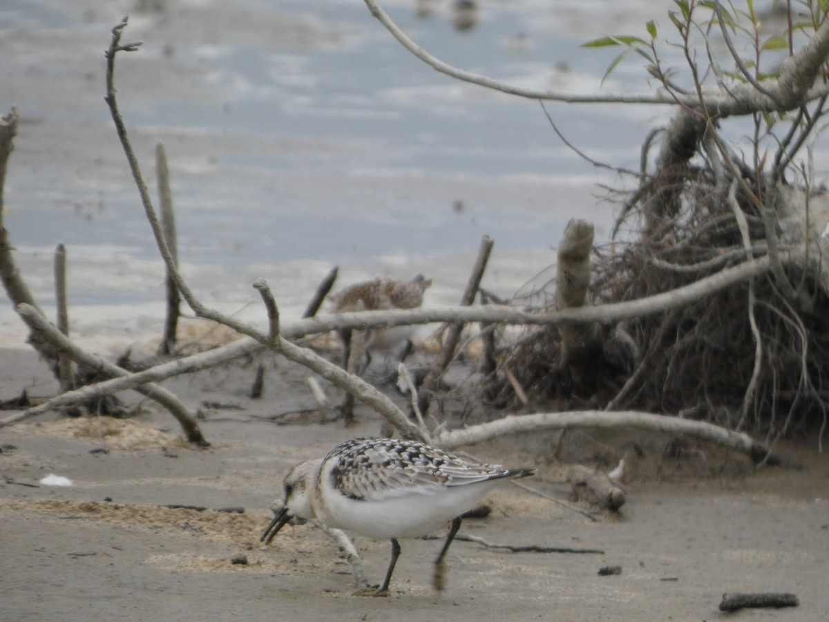 Sanderling - ML623252281