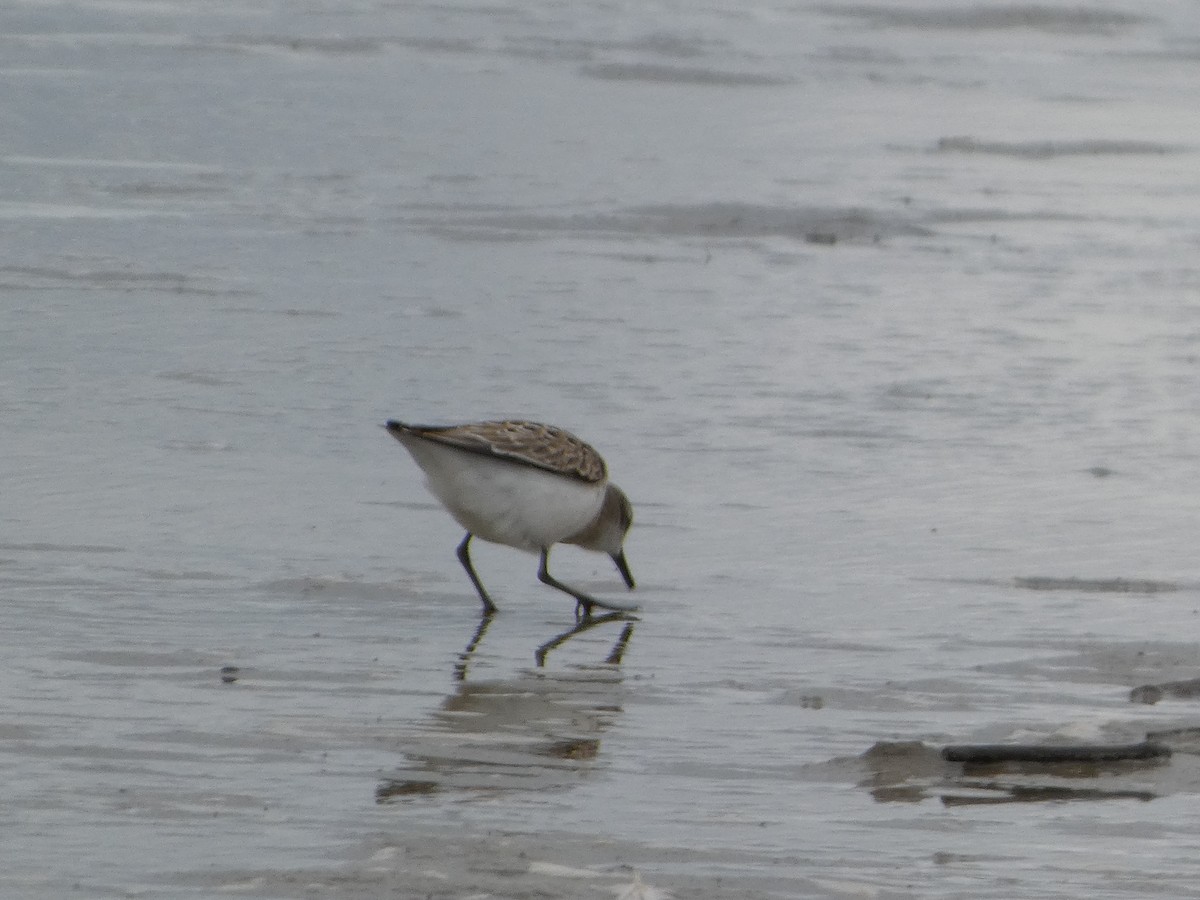 Semipalmated Sandpiper - ML623252329