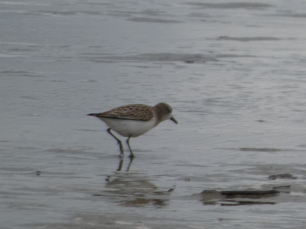 Semipalmated Sandpiper - ML623252330