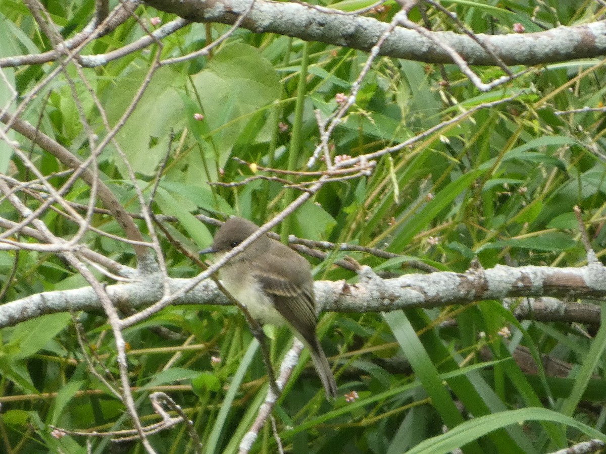 Eastern Wood-Pewee - ML623252346