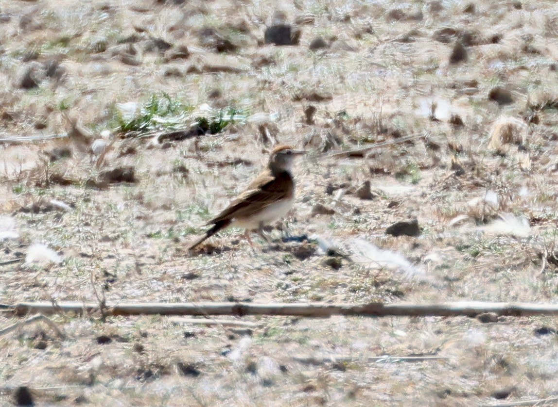 Red-capped Lark - ML623252380