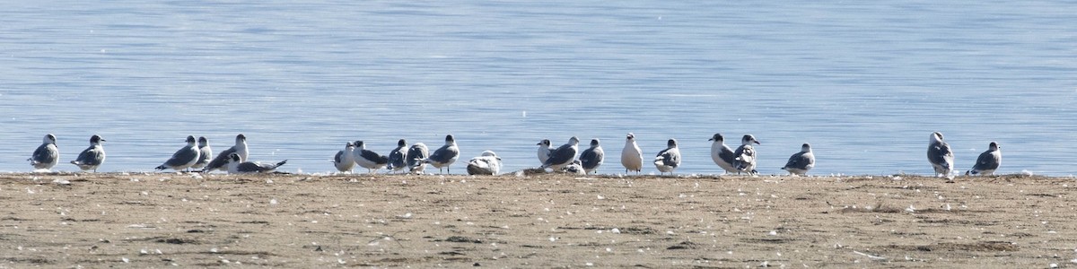 Mouette de Franklin - ML623252458