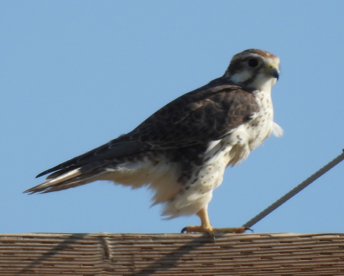 Prairie Falcon - ML623252501