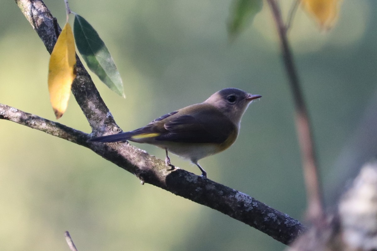 American Redstart - ML623252621